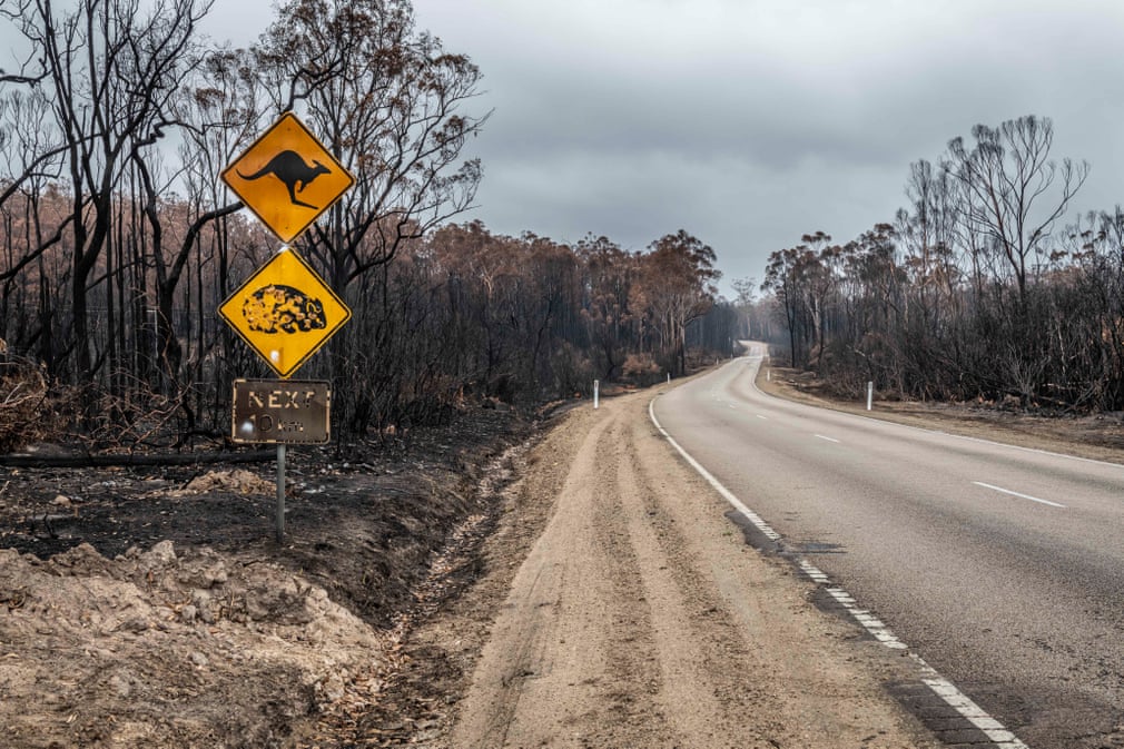 Incendi in Australia, droni in soccorso dei Koala